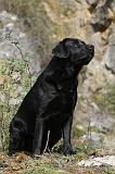 LABRADOR 101